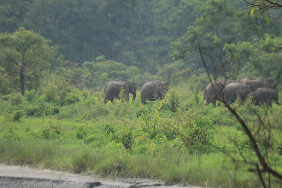 ২ – সাফারি