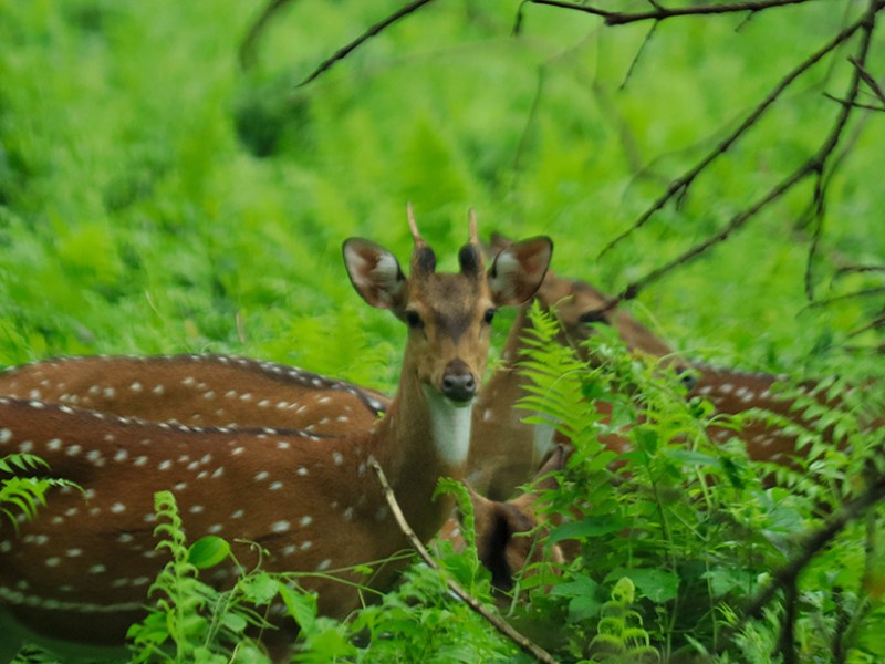 ৪ – বক্সা টাইগার রিজার্ভ